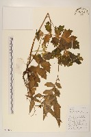 水紅木藏品圖，第3張