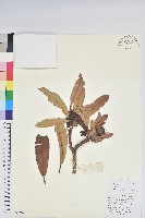 馬纓花藏品圖，第1張