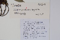 小葉鵝掌柴藏品圖，第2張