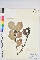 高山栲藏品圖，第1張