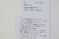 輻射鳳仙花藏品圖，第2張