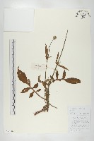 續斷藏品圖，第1張