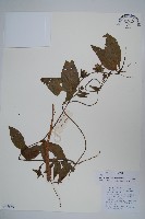 台參藏品圖，第1張