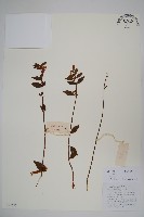 小葉六道木藏品圖，第1張