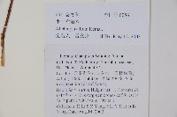 小葉六道木藏品圖，第2張