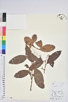 地檀香藏品圖，第1張