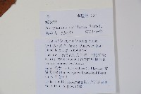 三角咪草藏品圖，第2張