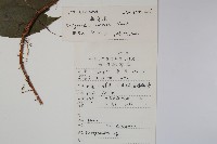 三角咪草藏品圖，第2張