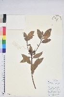 碟花杜鵑藏品圖，第1張