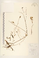 毛蓮菜藏品圖，第1張