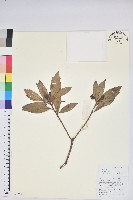 碟花杜鵑藏品圖，第1張