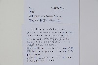 牛膝藏品圖，第2張