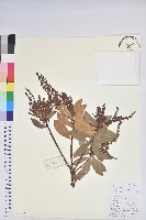 美麗馬醉木藏品圖，第1張