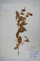 綠粉葉小檗藏品圖，第1張