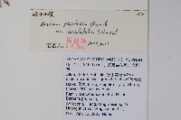 綠粉葉小檗藏品圖，第2張