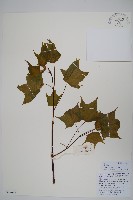 毛果槭藏品圖，第1張