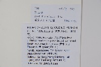 毛果槭藏品圖，第2張