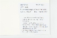 小萼飛娥藤藏品圖，第2張