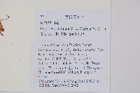 波緣鳳仙花藏品圖，第2張