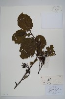 尼泊爾赤楊藏品圖，第1張