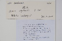 尼泊爾赤楊藏品圖，第2張