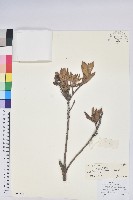 炮仗花杜鵑藏品圖，第1張