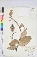 白穗石櫟藏品圖，第1張