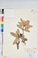 馬纓花藏品圖，第1張