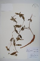管花黨參藏品圖，第1張