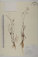 還陽參藏品圖，第1張