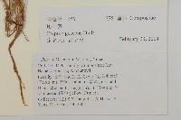 還陽參藏品圖，第2張