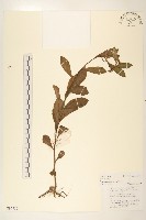 長葉闊苞菊藏品圖，第1張