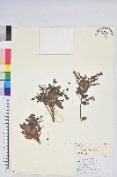 老鴉炮藏品圖，第1張