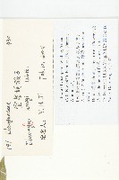 宜昌胡頹子藏品圖，第2張