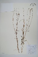 細葉蘭花參藏品圖，第1張