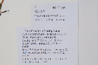 滇水金鳳藏品圖，第2張