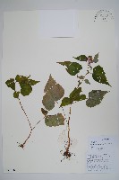 中華秋海棠藏品圖，第1張