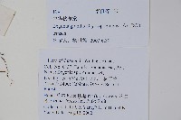 中華秋海棠藏品圖，第2張