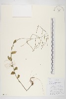 小花南芥藏品圖，第1張