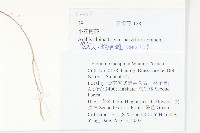 小花南芥藏品圖，第2張