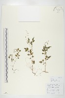 碎米薺藏品圖，第1張