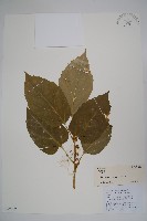 三角咪草藏品圖，第1張