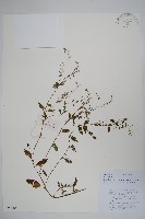 毛脈附地菜藏品圖，第1張