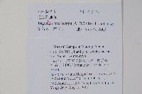 毛脈附地菜藏品圖，第2張