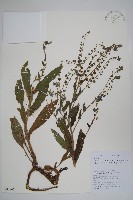 中國勿忘草藏品圖，第1張