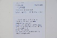 一年生風鈴草藏品圖，第2張