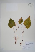 中華秋海棠藏品圖，第1張