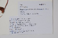 中華秋海棠藏品圖，第2張