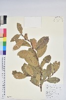 團葉南燭藏品圖，第1張