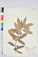 黃毛青岡藏品圖，第1張